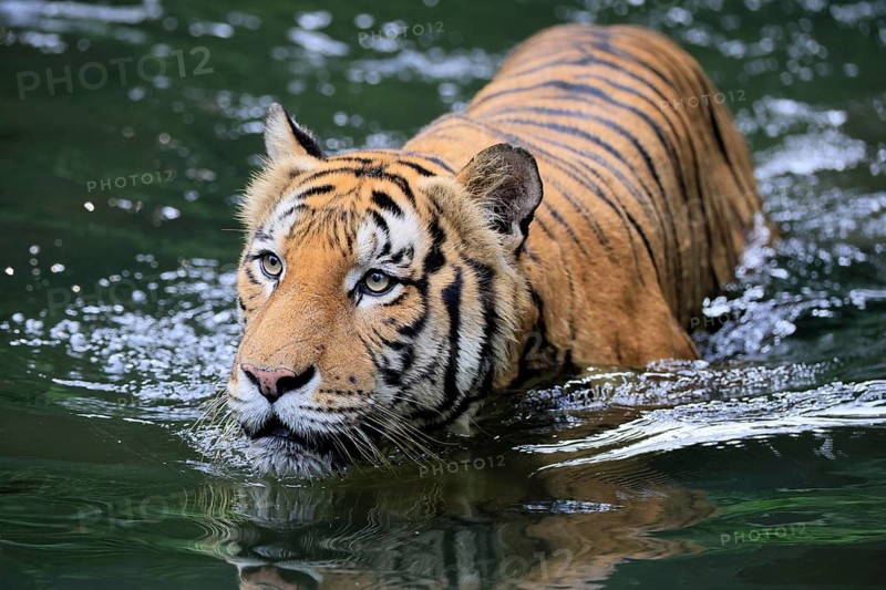 Malaysia tiger (Panthera tigris jacksoni), adult, in water, alert, Malaysia, Southeast Asia
