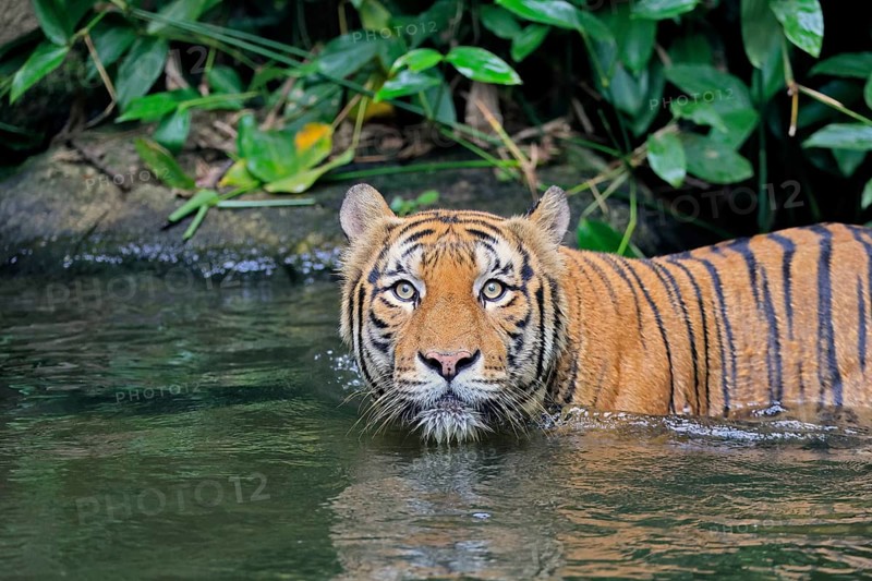 Malaysia tiger (Panthera tigris jacksoni), adult, in water, alert, portrait, Malaysia, Southeast Asia