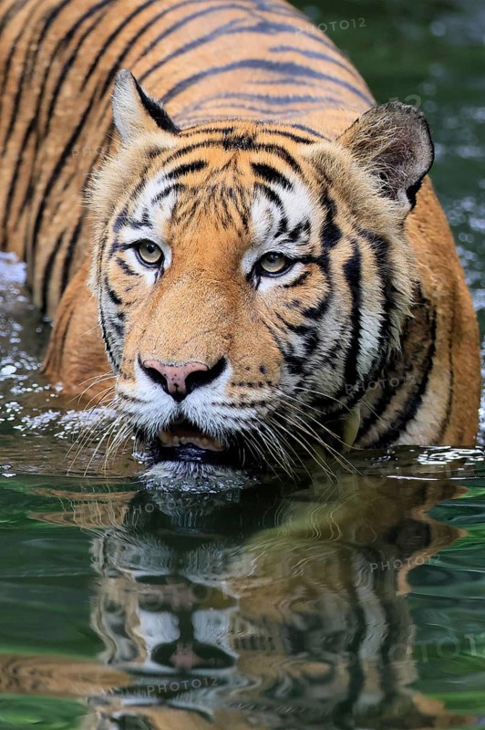 Malaysia tiger (Panthera tigris jacksoni), adult, in water, alert, Malaysia, Southeast Asia