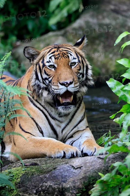 Malaysia tiger (Panthera tigris jacksoni), adult, portrait, rock, vigilant, Malaysia, Southeast Asia