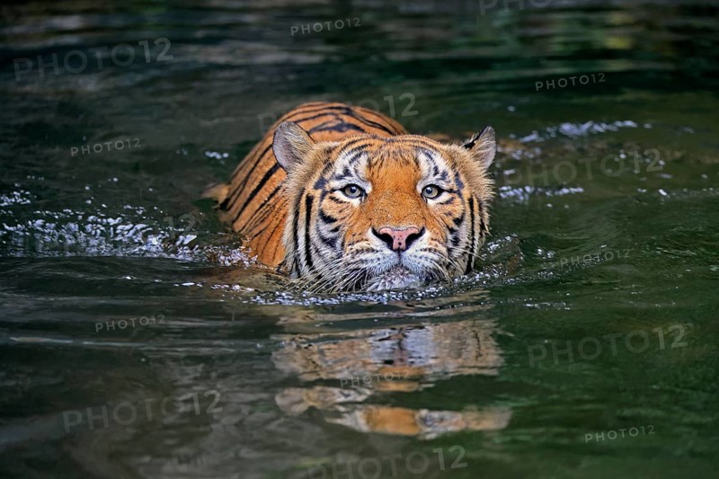 Malaysia tiger (Panthera tigris jacksoni), adult, in water, swimming, Malaysia, Southeast Asia