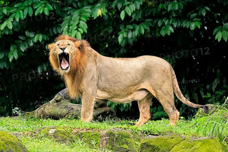 Lion (Panthera leo), adult, male, yawning