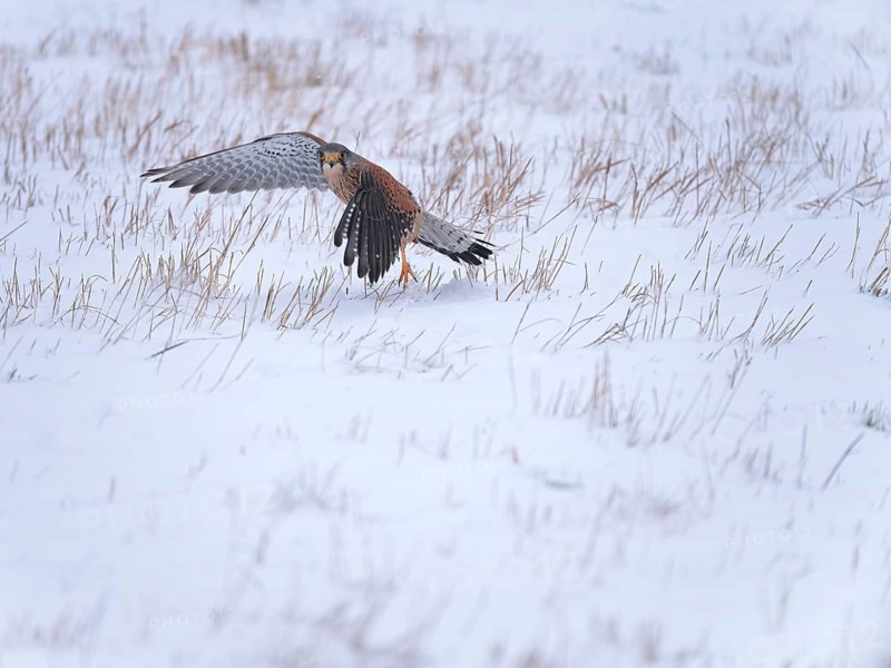 Male Common Kestrel (Falco tinnunculus) hunting in the snow, Berlin, Germany