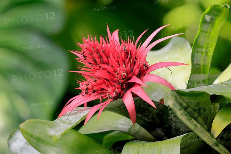Lance rosette, (Aechmea fasciata), flower, flowering, Singapore, Southeast Asia, heliconia