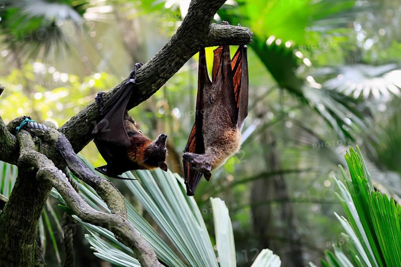 Kalong flying fox (Pteropus vampyrus), adult, two animals, in sleeping tree, during the day, Singapore, Southeast Asia