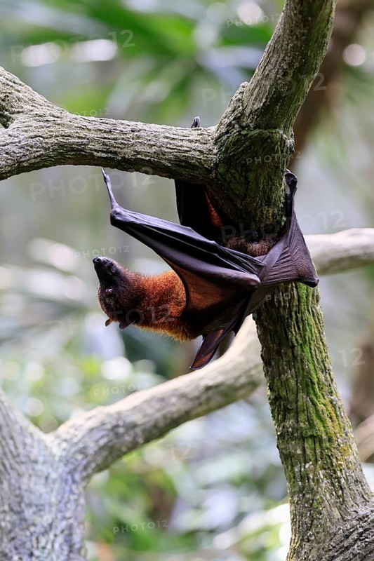 Kalong flying fox (Pteropus vampyrus), adult, climbing, in sleeping tree, during the day, Singapore, Southeast Asia