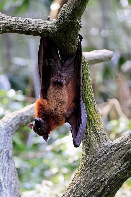 Kalong flying fox (Pteropus vampyrus), adult, male, resting, in sleeping tree, during the day, Singapore, Southeast Asia