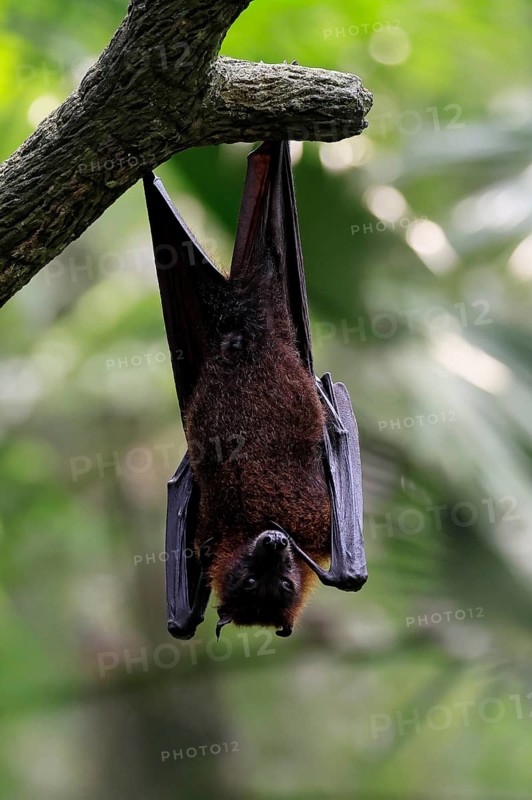 Kalong flying fox (Pteropus vampyrus), adult, resting, in sleeping tree, during the day, Singapore, Southeast Asia