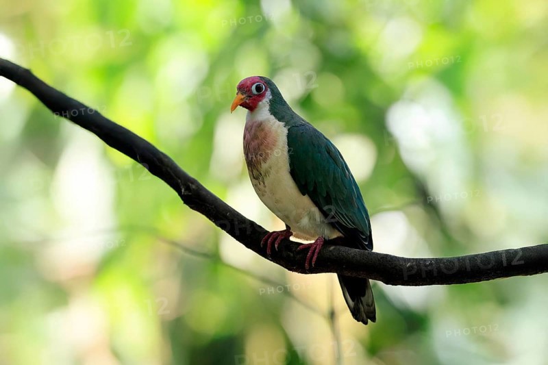 Jambu Fruit Dove (Ptilinopus jambu), adult, on tree, alert, Singapore, Southeast Asia