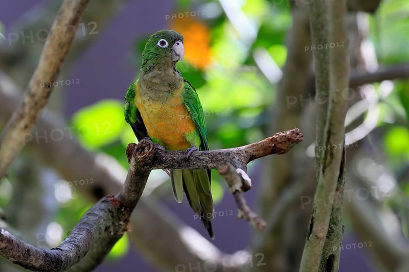 Cactus parakeet (Eupsittula cactorum), adult, on tree, alert, Brazil, South America