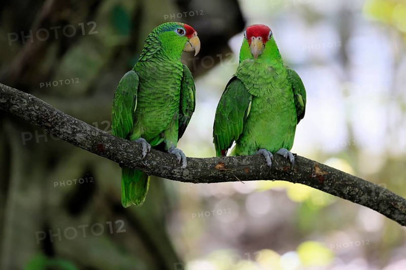 Green-cheeked Amazon (Amazona viridigenalis), adult, pair, on tree, social behaviour, Mexico, North America