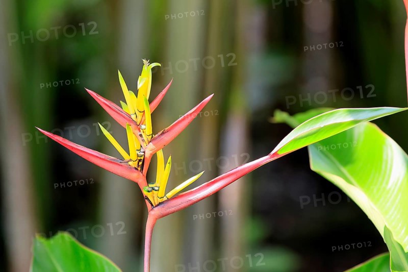 Heliconia mathiasiae, flower, blooming, Costa Rica, South America