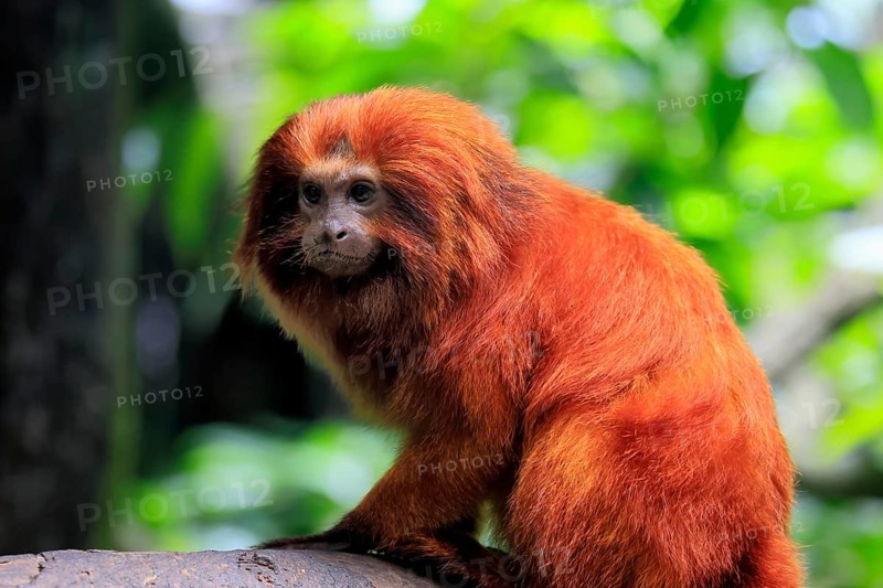 Golden lion tamarin (Leontopithecus rosalia), adult, on tree, alert, Brazil, South America