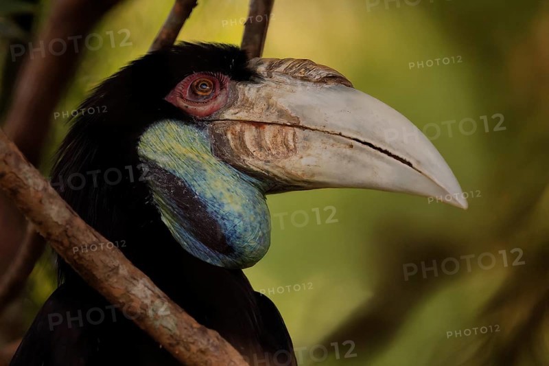 Furze Hornbill (Rhyticeros undulatus), adult, female, portrait, alert, Southeast Asia, Singapore