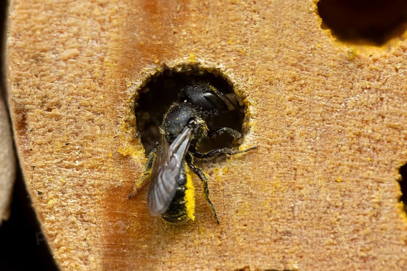 Orange vented mason bee (Osmia leaiana) adult insect at a bee hotel box in summer, England, United Kingdom