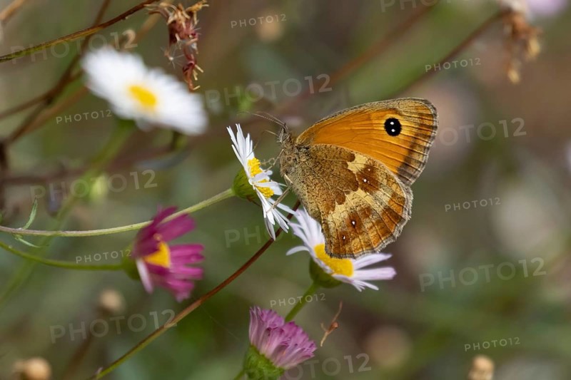 Gatekeeper butterfly (Pyronia tithonus) adult insect feeding on garden Mexican fleabane daisy flowers in summer, England, United Kingdom