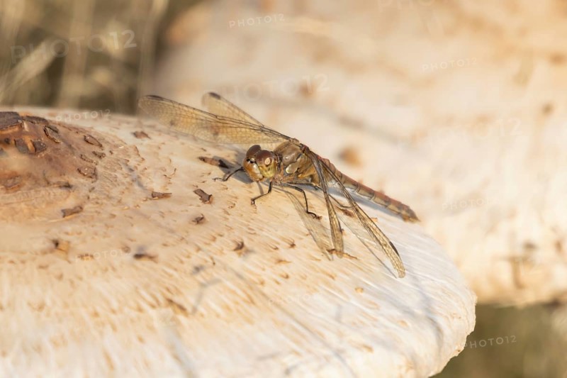 Common darter dragonfly (Sympetrum striolatum) adult insect on a Parasol mushroom in autumn, England, United Kingdom
