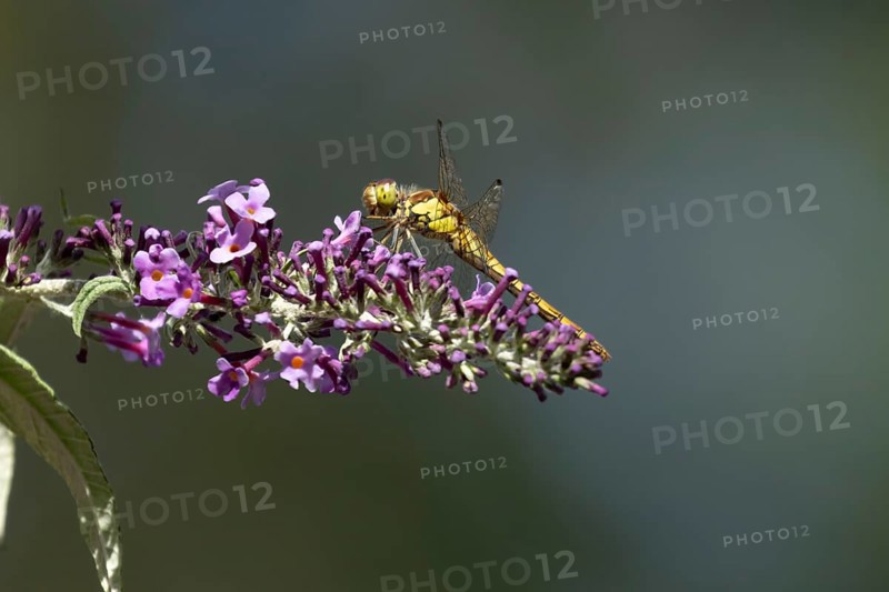 Common darter dragonfly (Sympetrum striolatum) adult insect on a garden purple Buddleia flower in summer, England, United Kingdom