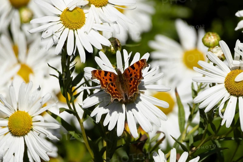 Comma butterfly (Polygonia c-album) adult insect feeding on a garden daisy flowers in summer, England, United Kingdom