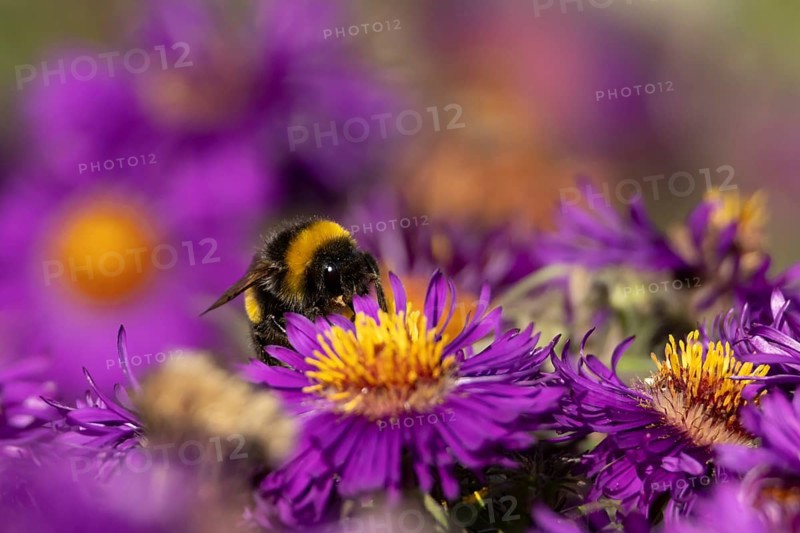 Garden bumblebee (Bombus hortorum) adult bee insect feeding on purple garden Aster plant flower in summer, England, United Kingdom