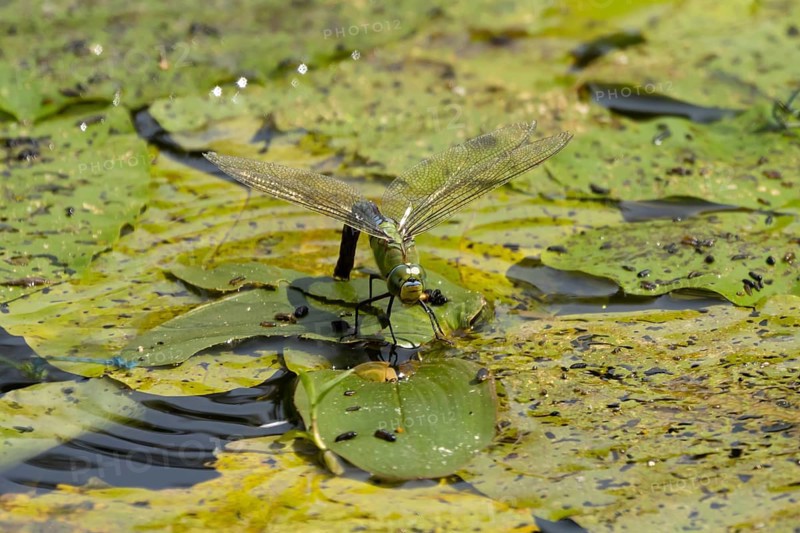 Emperor dragonfly (Anax imperator) adult female insect egg laying or ovipositioning on the water surface of a pond in summer, England, United Kingdom