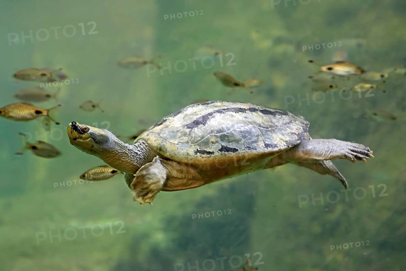 Burmese Roofed Turtle (Batagur trivittata), adult, in water, swimming, Myanmar, Asia, captive