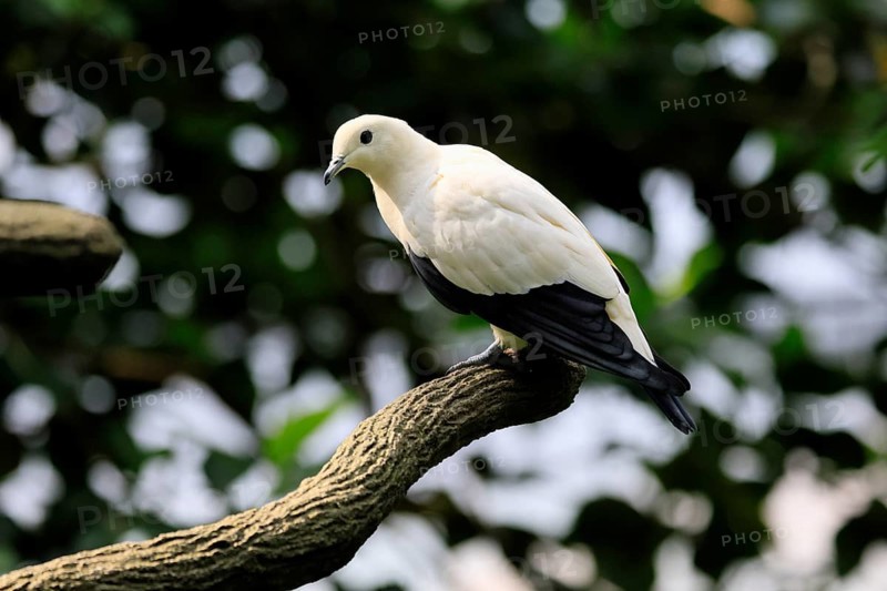 Magpie Fruit Dove (Ducula luctuosa), adult, alert, on tree, Southeast Asia, Singapore