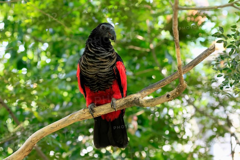 Bristle-headed Parrot (Psittrichas fulgidus), adult, on tree, alert, New Guinea, captive, Singapore