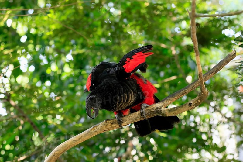 Bristle-headed Parrot (Psittrichas fulgidus), adult, on tree, spreading, wings, New Guinea, captive, Singapore