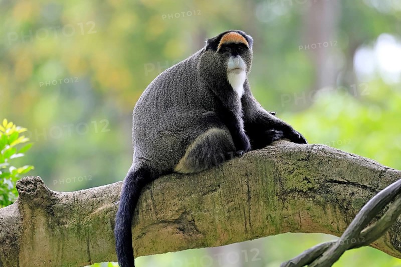 Brazzamere cat (Cercopithecus neglectus), adult, sitting, on tree, alert, Central Africa