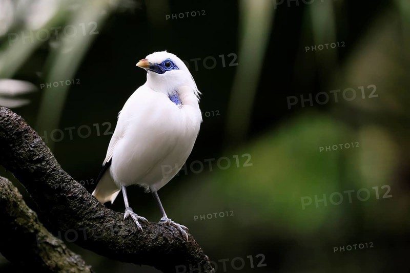 Bali mynah (Leucopsar rothschildi), Bali mynah, adult, on tree, alert, Bali, Singapore