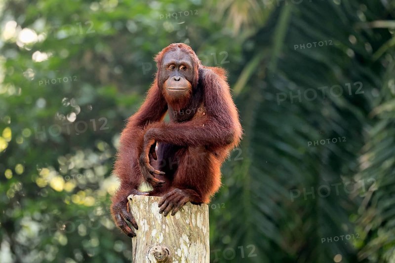 Borneo Orang Utan (Pan Paniscus), adult, female, sitting, on tree trunk, endangered species, Borneo, Malaysia, Asia, Singapore, captive