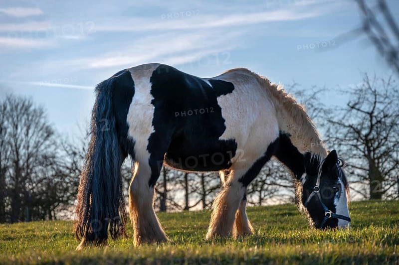 Tinker horse (horse breed) on the pasture in the backlight, Egloffstein, Upper Franconia, Bavaria, Germany
