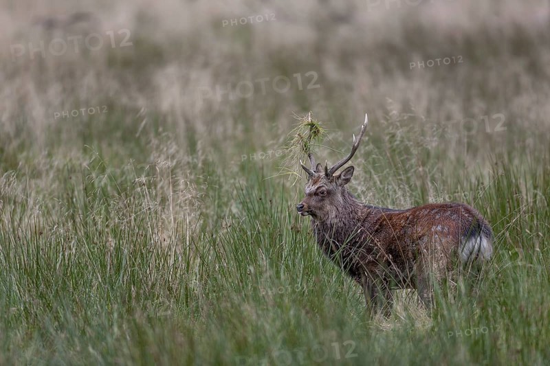 Sika deer (Cervus nippon) approaching a rival, repeatedly lowering its head and thrusting its antlers into the grass, Japanese Sika deer subspecies, rut, deer fight, Denmark