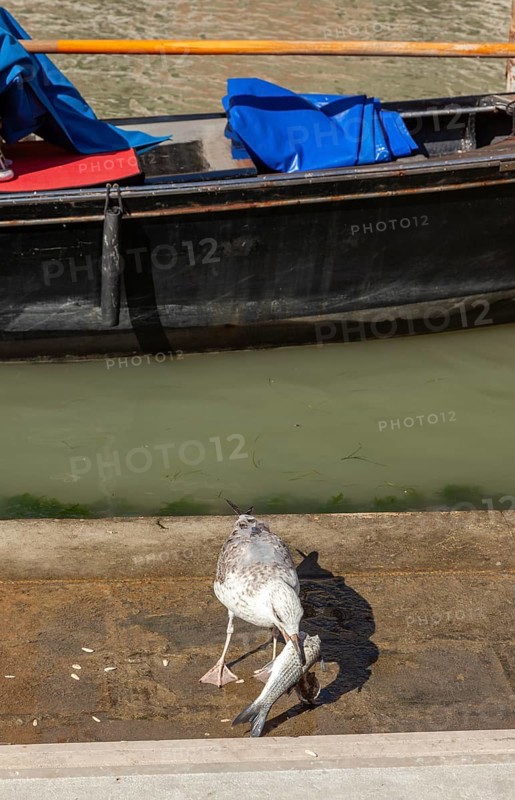 Seagull eats a fish fished in the canal, Venice, Veneto, Italy