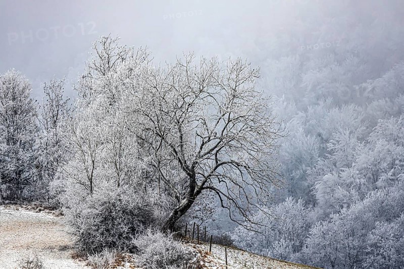 Winter landscape in the Swabian Jura. Bushes and forest with hoarfrost. Münsingen, Baden-Württemberg, Germany
