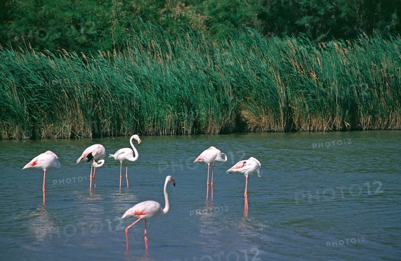 Flamingos (Phoenicopterus) standing in shallow water, Camargue, South of France, France, June 1999, vintage, retro, old, historical