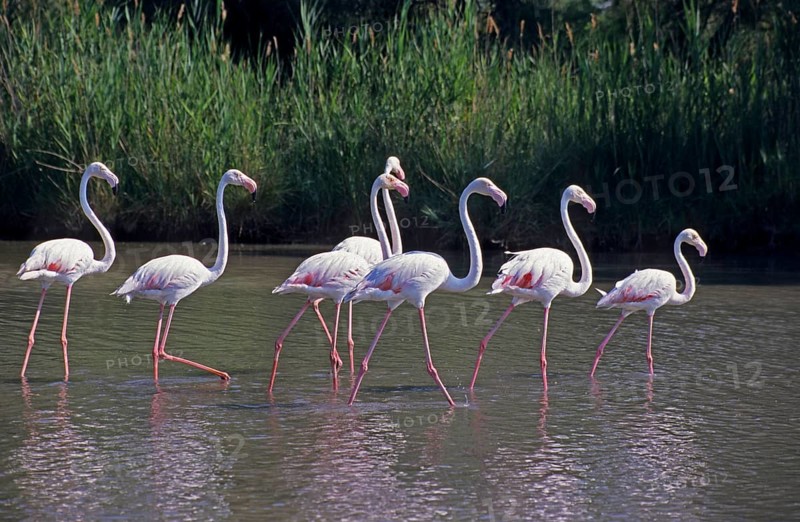 Flamingos (Phoenicopterus) strutting through shallow water, Camargue, South of France, France, June 1999, vintage, retro, old, historic