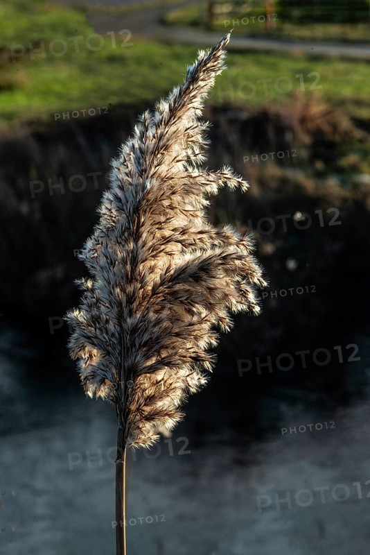 Seedhead of common reed (Phragmites communis) at a creek in winter in Ystad municipality, Skåne county, Sweden, Scandinavia