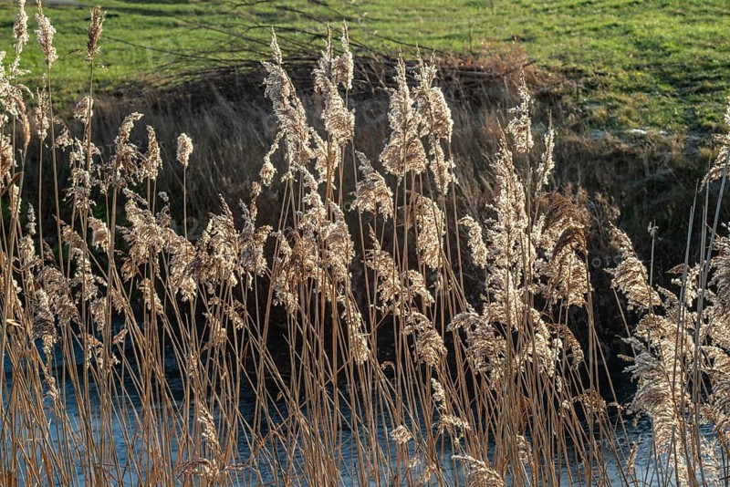 Common reed (Phragmites communis) at a creek in winter in Ystad municipality, Skåne county, Sweden, Scandinavia