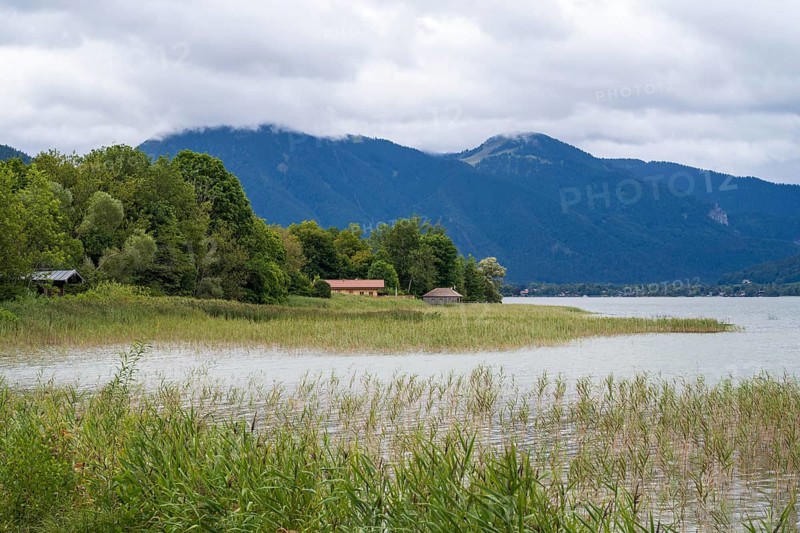 Banks of Tegernsee, reed grass, forest and boathouses on the lake, Gmund, Tegernsee, Upper Bavaria, Bavaria, Germany