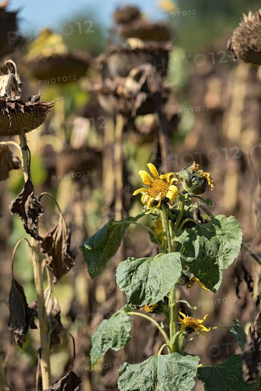 Sunflower field, brown withered sunflowers (Helianthus annuus), including a single young plant dying in the inflorescence, heat, lack of water, drought, climate change, Anzing, Upper Bavaria, Bavaria, Germany