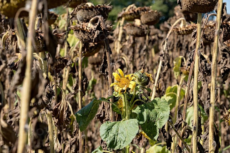 Sunflower field, brown withered sunflowers (Helianthus annuus), including a single young plant dying in the inflorescence, heat, lack of water, drought, climate change, Anzing, Upper Bavaria, Bavaria, Germany