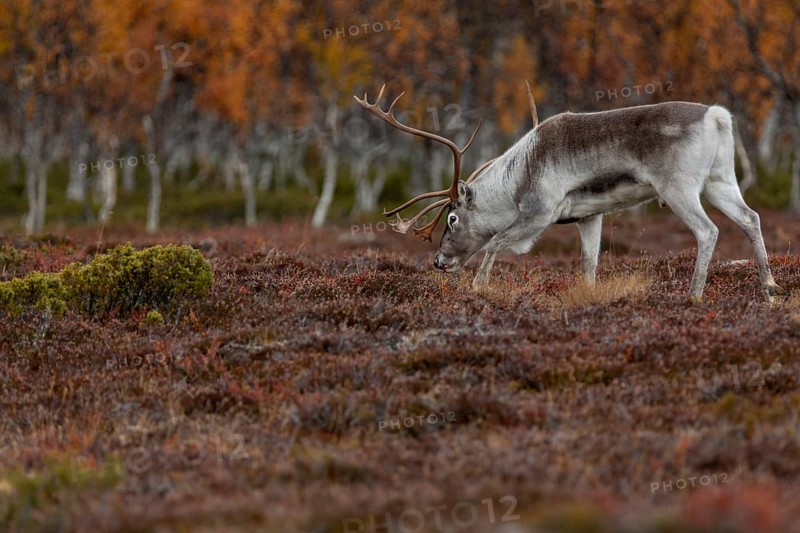 The scents contained in a female's urine seem to be of great interest to the reindeer bull (Rangifer tarandus), rutting season, mating season, autumn, Sweden