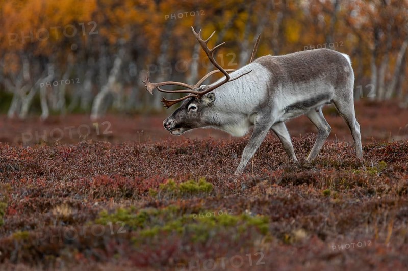 The reindeer bull (Rangifer tarandus) follows his herd with bowed head, rutting season, mating season, autumn, Sweden