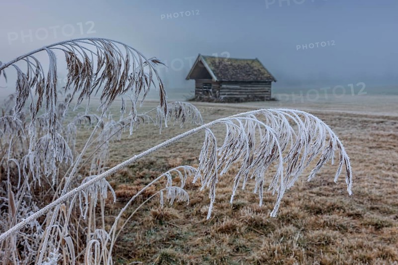 Hut, wooden hut, grasses, frost, hoarfrost, cold, winter, fog, high fog, mountains, Loisach-Lake Kochel-Moors, Alpine foothills, Bavaria, Germany