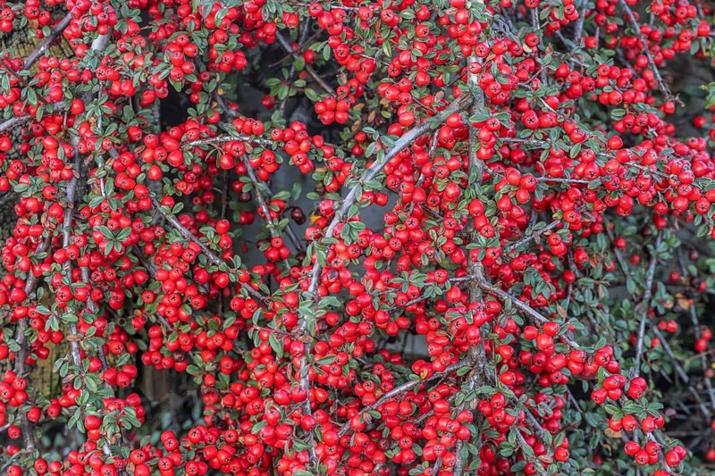 Fan-shaped cotoneaster (Cotoneaster horizontalis), Emsland, Lower Saxony, Germany