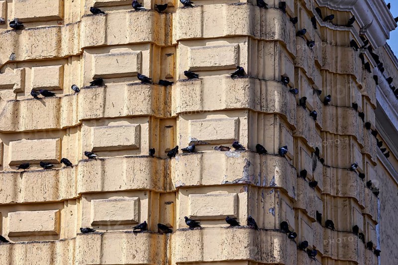 Birds rest on the ledges of a beige building in an urban setting, pigeons on a façade in Lima in Peru