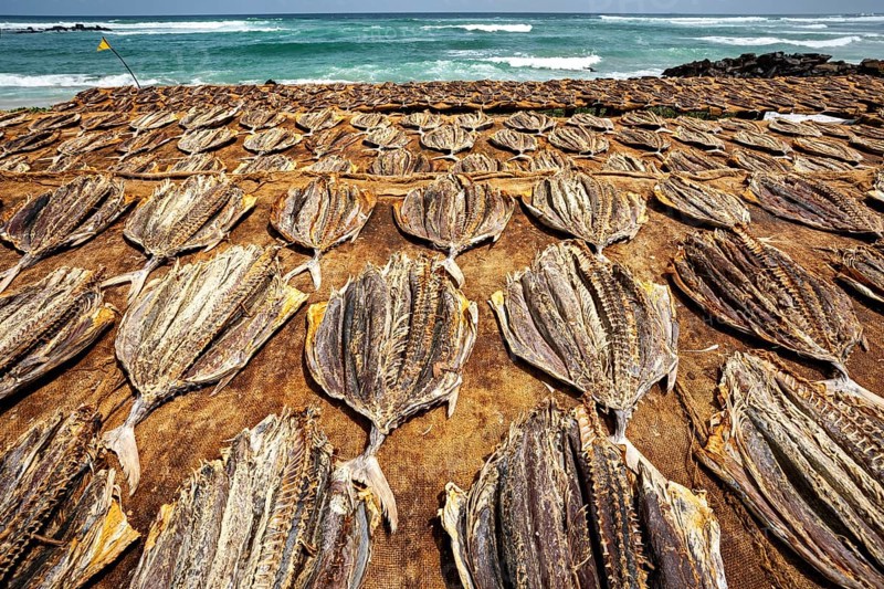 Large batch of dried fish on cloths on a beach with ocean waves in the background, dried fish on a beach near Koggala in Sri Lanka