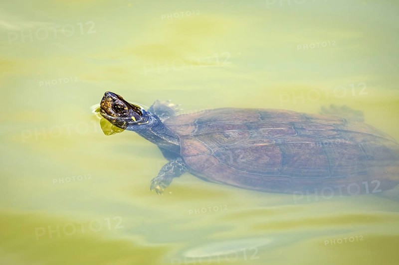 A turtle swims calmly in the greenish water and appears relaxed, The Sri Lankan black turtle (Ceylon pond turtle) in Sri Lanka